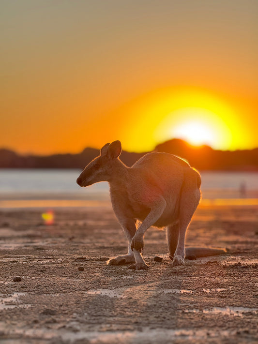 Le Choc des Mondes: Quand la simplicité australienne percute la bureaucratie française.
